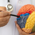 Doctor with foam brain model, symbolizing the healthcare specialization and medical expertise required for travel nursing roles in Canada.