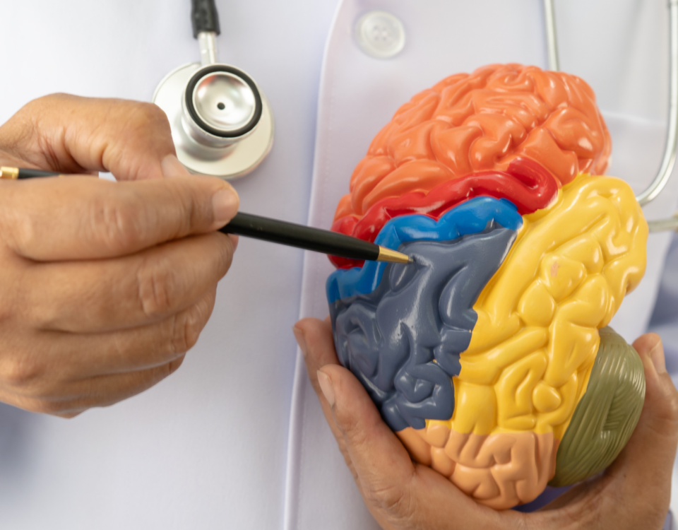 Doctor with foam brain model, symbolizing the healthcare specialization and medical expertise required for travel nursing roles in Canada.