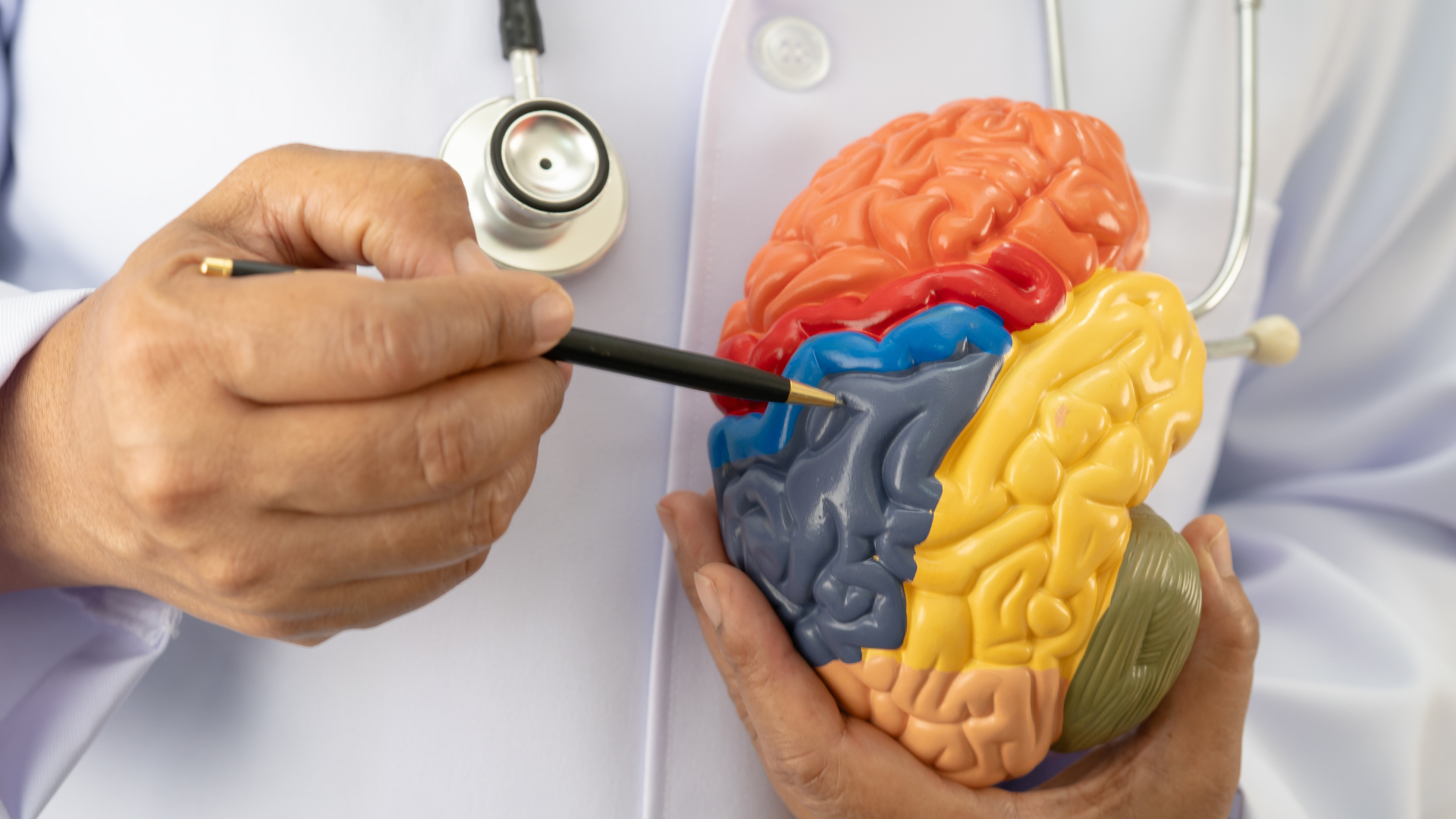 Doctor with foam brain model, symbolizing the healthcare specialization and medical expertise required for travel nursing roles in Canada.